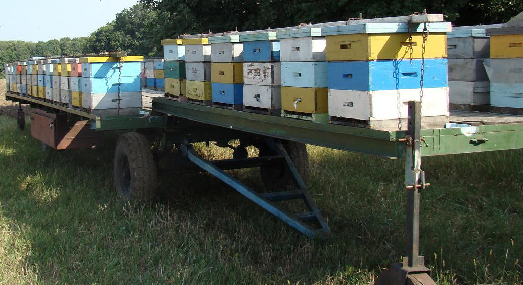 Купить прицеп для пчел. Грузовой прицеп 7135 “пчеловод” (“Прогресс”). Пчелоприцеп 7135. Прицеп пчеловодческий платформа Орион 9. Прицеп Орион 3 для перевозки пчел.